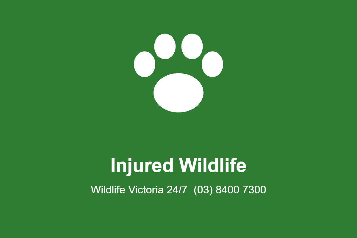 Wildlife Victoria – Injured Wildlife
